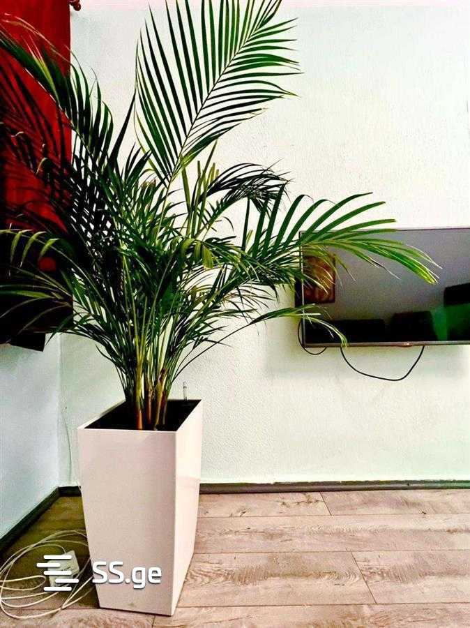 Квартира Gotua st.