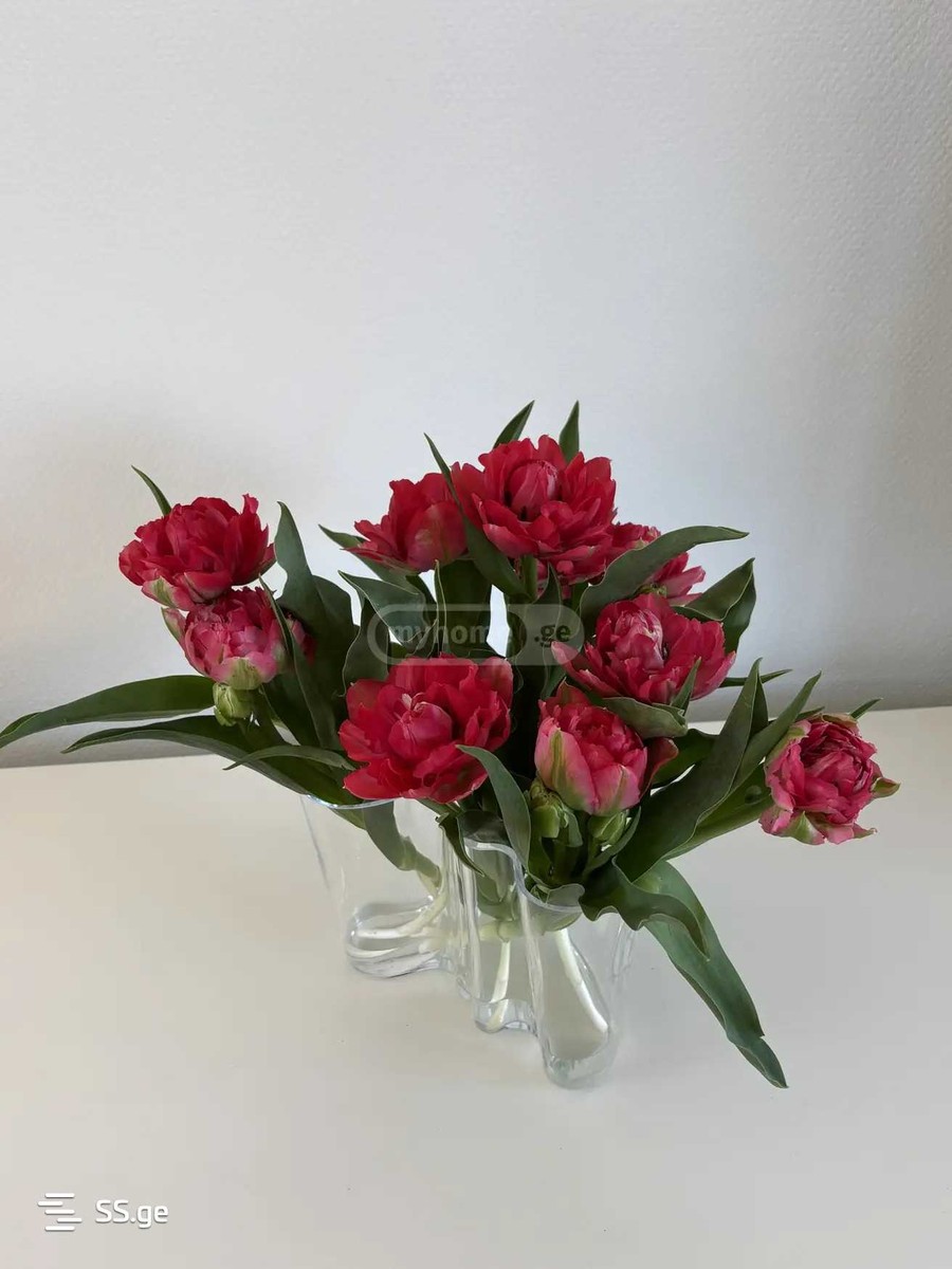 nucubidze II plato 0 - 3 rooms